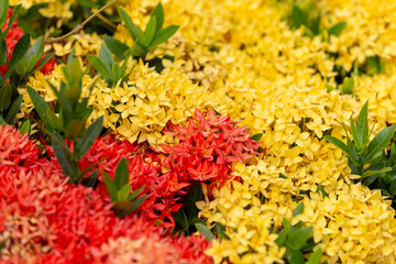A beautiful autumn garden bouquet of blooming yellow and red chrysanthemum flowers and orange gerbera petals creates a vibrant floral blossom in nature