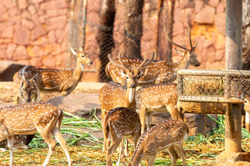 The brown male deer represents the diverse range of wild mammals that roam the lush green grasslands of natural zoos and deep forests.