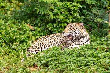 A wild spotted leopard rests on a tree branch and stalks through the grass, showcasing its feline fur as a dangerous big cat predator and carnivore hunter in the nature of a safari wildlife jungle