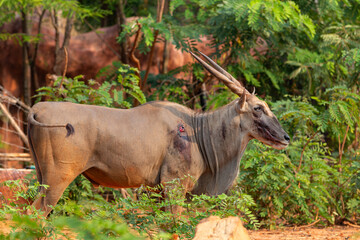 A brown wildebeest with horns grazes on grass in the wilderness of the Serengeti and Kruger National Park, a wild mammal of the safari