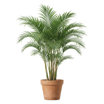 Potted Areca palm tree houseplant isolated
