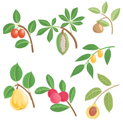 vector drawing tree branches with leaves and fruits, isolated at white background, hand drawn illustration