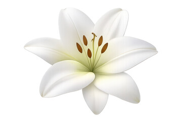 Fototapeta premium Elegant White Lily Flower with transparent background close-up view.