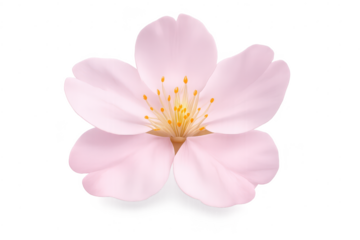 Delicate pink flower with transparent background on a black backdrop.