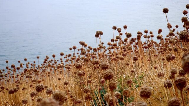 Dry and burnt wild flowers on the Mediterranean coast of Elafonisos, Greece, at sunset. A serene coastal landscape highlighting the arid beauty and nature of the Peloponnese region