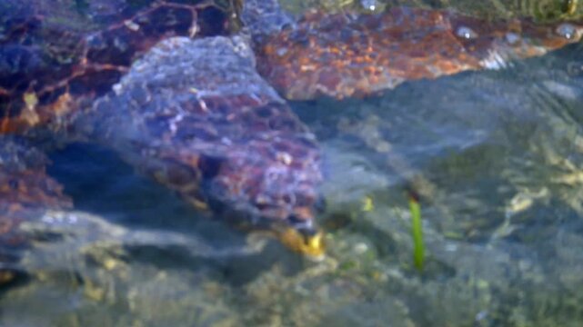 close up of sea turtle swimming in the crystal-clear turquoise waters of Elafonisos, Greece