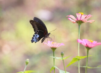 Blue Mormon butterfly on pink  zinnia flower