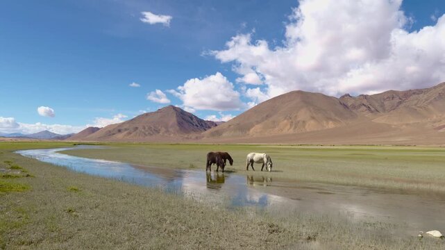 Tibetan Wild Ass grazing in lush green valley reflected in sweeping river water way, Hanle, a remote mountainous protected area with deep blue sky, Ladakh.
