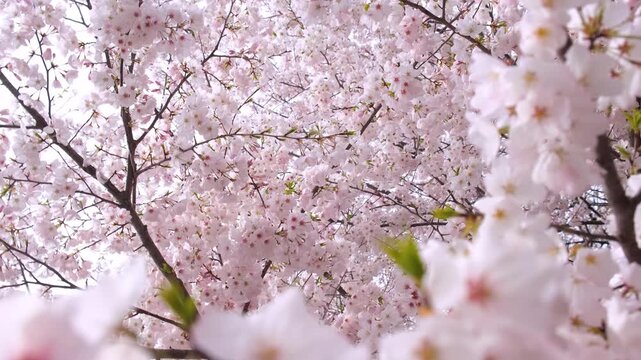 Cherry blossom trees in the countryside of Kyoto.