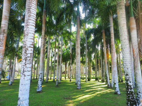 Palmentuin Palm Garden in Paramaribo, Suriname