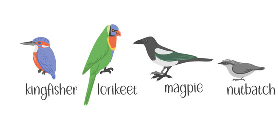 vector drawing set of birds, hand drawn illustration, kingfisher and lorikeet, magpie and nutbatch, isolated nature design elements