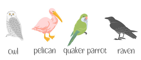 vector drawing set of birds, hand drawn illustration, owl. pelican, quaker parrot and raven, isolated nature design elements