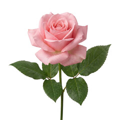 Beautiful pink rose stem on transparent background