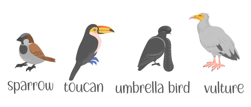 vector drawing set of birds, hand drawn illustration, sparrow,toucan, umbrella bird and vulture, isolated nature design elements