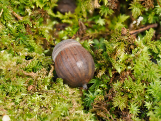 苔に埋もれたドングリ