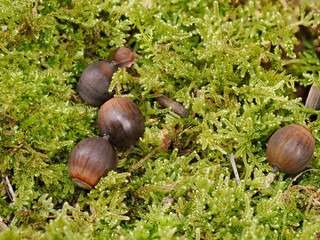 苔に埋もれたドングリ