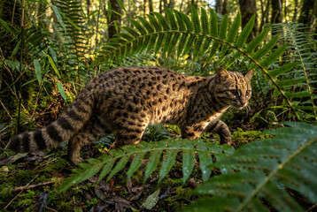 Fototapeta premium Kodkod Guiña cat walking through dense temperate rainforest ferns
