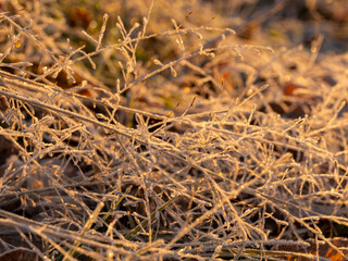 霜が付いた野原の植物