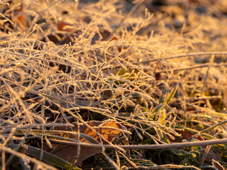 霜が付いた野原の植物