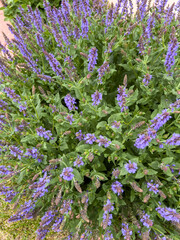 Top view of lavender plant in full bloom