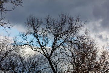 Fototapeta premium A tree with no leaves is in the middle of a cloudy sky
