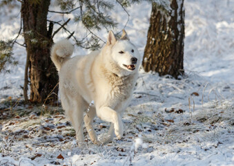 Obraz premium A white dog is running through the snow