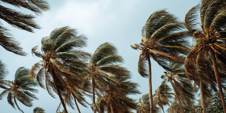 Palm trees with lush green fronds swaying vigorously in the wind during a hurricane, showcasing tropical vegetation's resilience amidst stormy weather