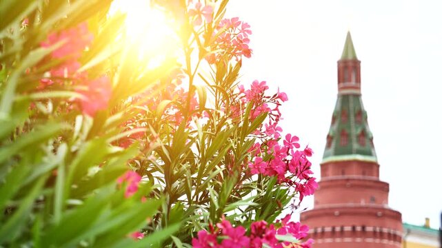 Blooming pink oleander and sun glare with a blurred Moscow Kremlin tower