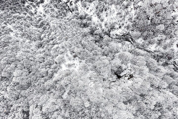 Snow covered tree, drone point of view