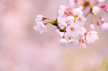 桜の花のクローズアップ