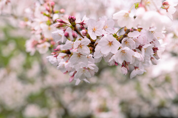 桜の花のクローズアップ