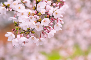 桜の花のクローズアップ