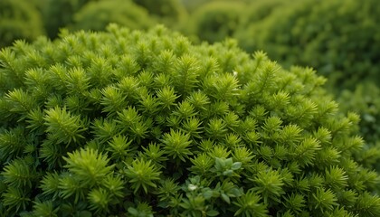 Lush green bush background with dense foliage texture for natural and fresh design