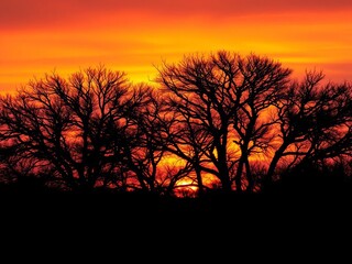 Dark, jagged tree outlines against a vibrant sunset sky,  twilight, silhouette