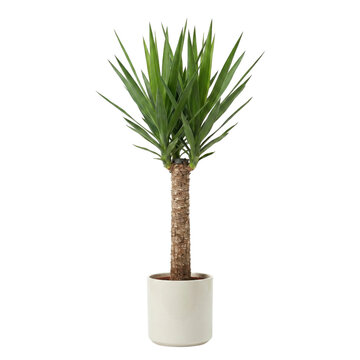 Potted Yucca elephantipes palm tree in white ceramic pot