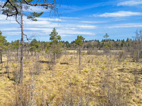 Bogland with pine trees at springtime