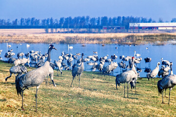 Fototapeta premium Migratory cranes resting on a meadow by a lake a in early spring