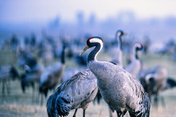 Fototapeta premium Flock of cranes in morning light on a field at spring