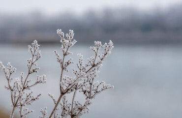 Close-up of frozen plant branches covered in white hoarfrost, winter morning macro with soft bokeh background and copy space