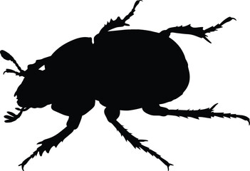 Beetle insect silhouette isolated on white background, detailed crawling bug shape, nature wildlife illustration vector macro entomology concept study design © Shahariar's World