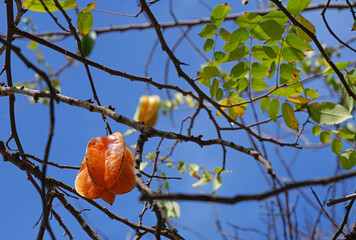 Starfruit (Averrhoa Carambola) growing on a tree