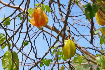 Starfruit (Averrhoa Carambola) growing on a tree