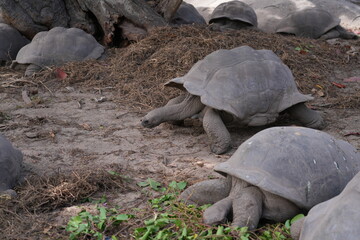 View of giant tortoises, Aldabrachelys Gigantea, in La Digue island in the Seychelles