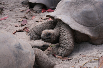 View of giant tortoises, Aldabrachelys Gigantea, in La Digue island in the Seychelles