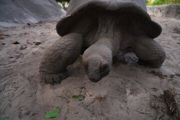 View of giant tortoises, Aldabrachelys Gigantea, in La Digue island in the Seychelles