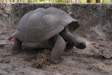 View of giant tortoises, Aldabrachelys Gigantea, in La Digue island in the Seychelles