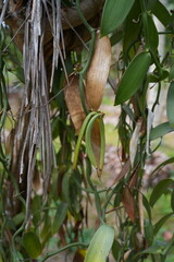 Vanilla beans growing on a tree in la Digue, Seychelles