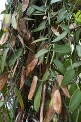 Vanilla beans growing on a tree in la Digue, Seychelles