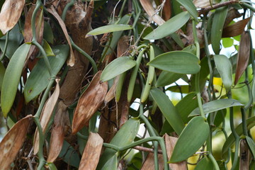 Vanilla beans growing on a tree in la Digue, Seychelles