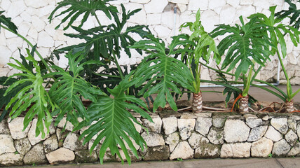 Thaumatophyllum bipinnatifidum, commonly known as the lacy tree philodendron or selloum for home decoration © VerraWidhi